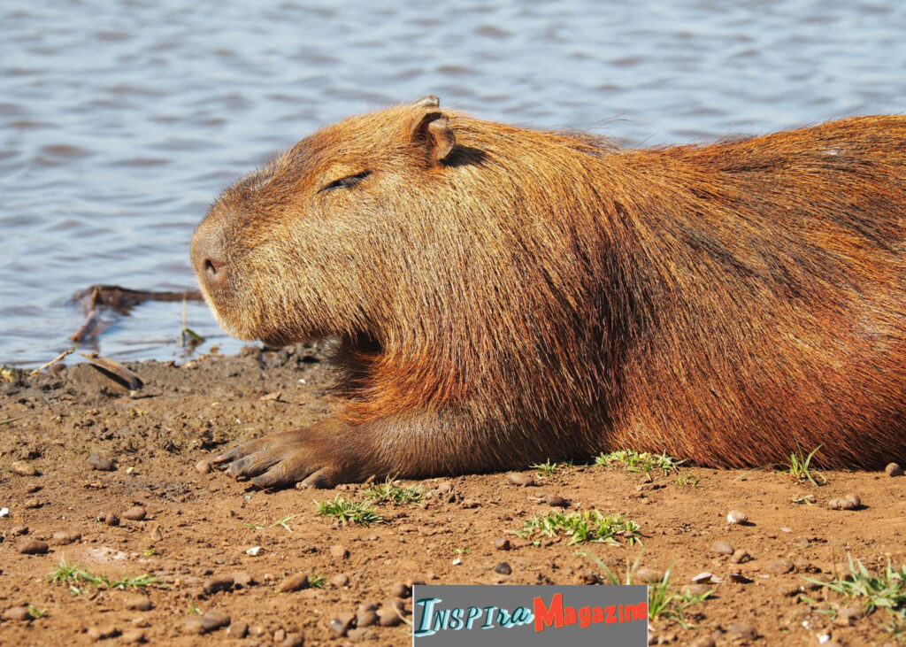 Cadibara: The Gentle Giant Everyone Is Curious About cadibara