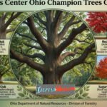 Lewis Center Ohio Champion Trees Guide